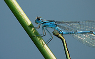 Mating Azure Bluet (Male, Coenagrion puella)